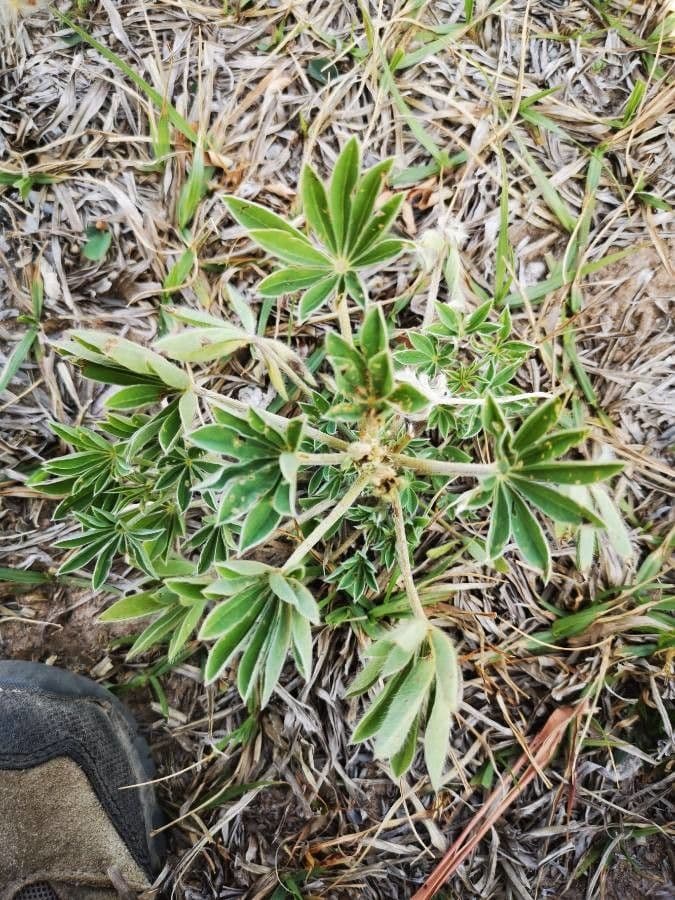 Silbriger Lupine 15