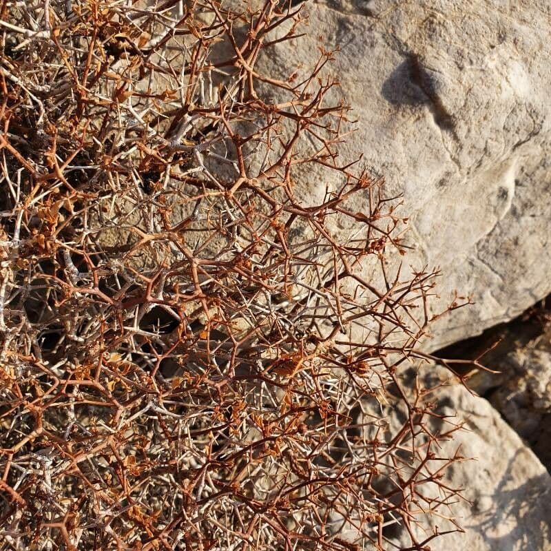 Launaea arborea 23