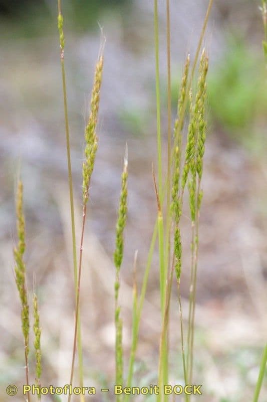 Apera interrupta 2