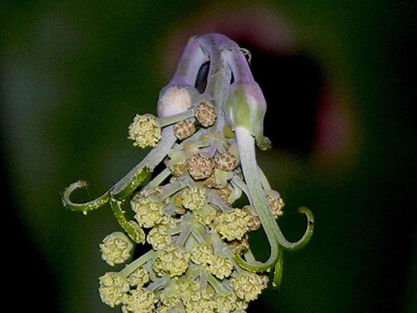 Mabea occidentale 6
