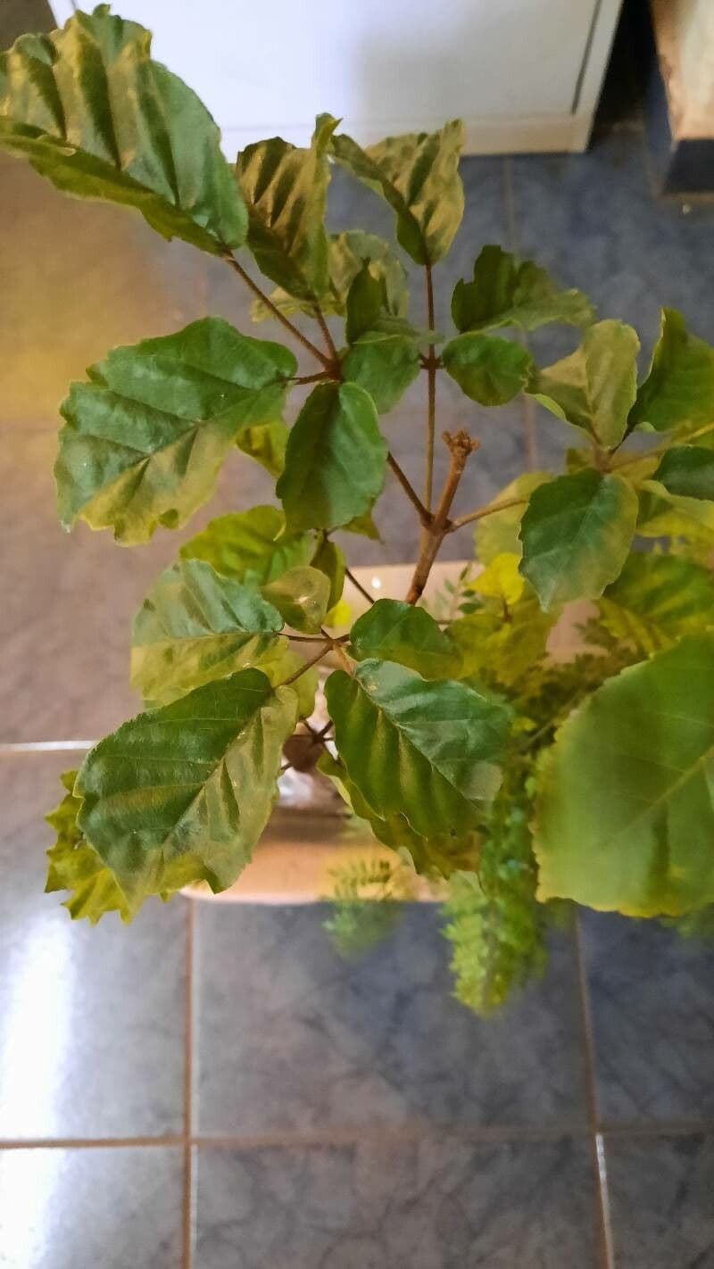 Handroanthus 9