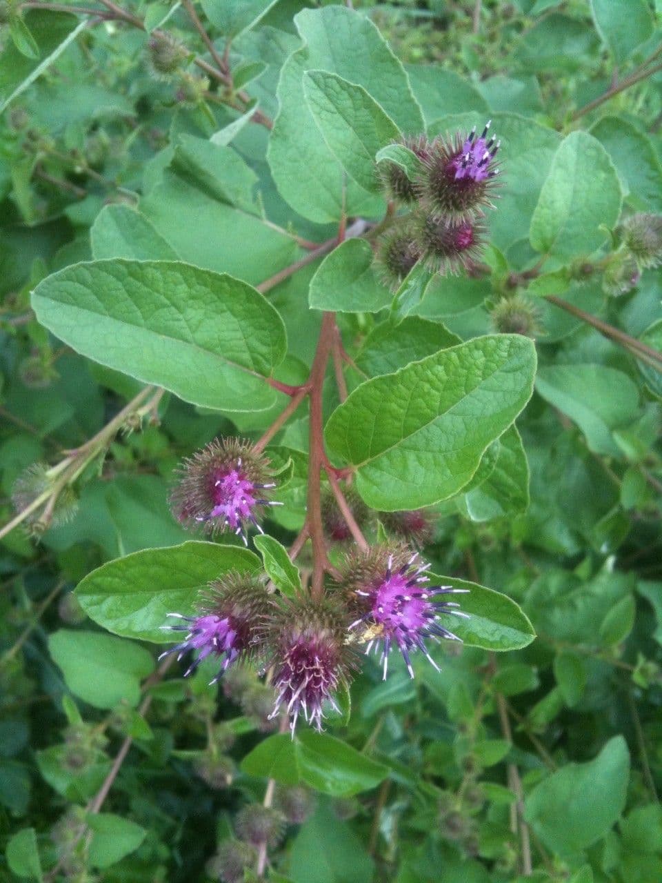 Bardana selvatica 25