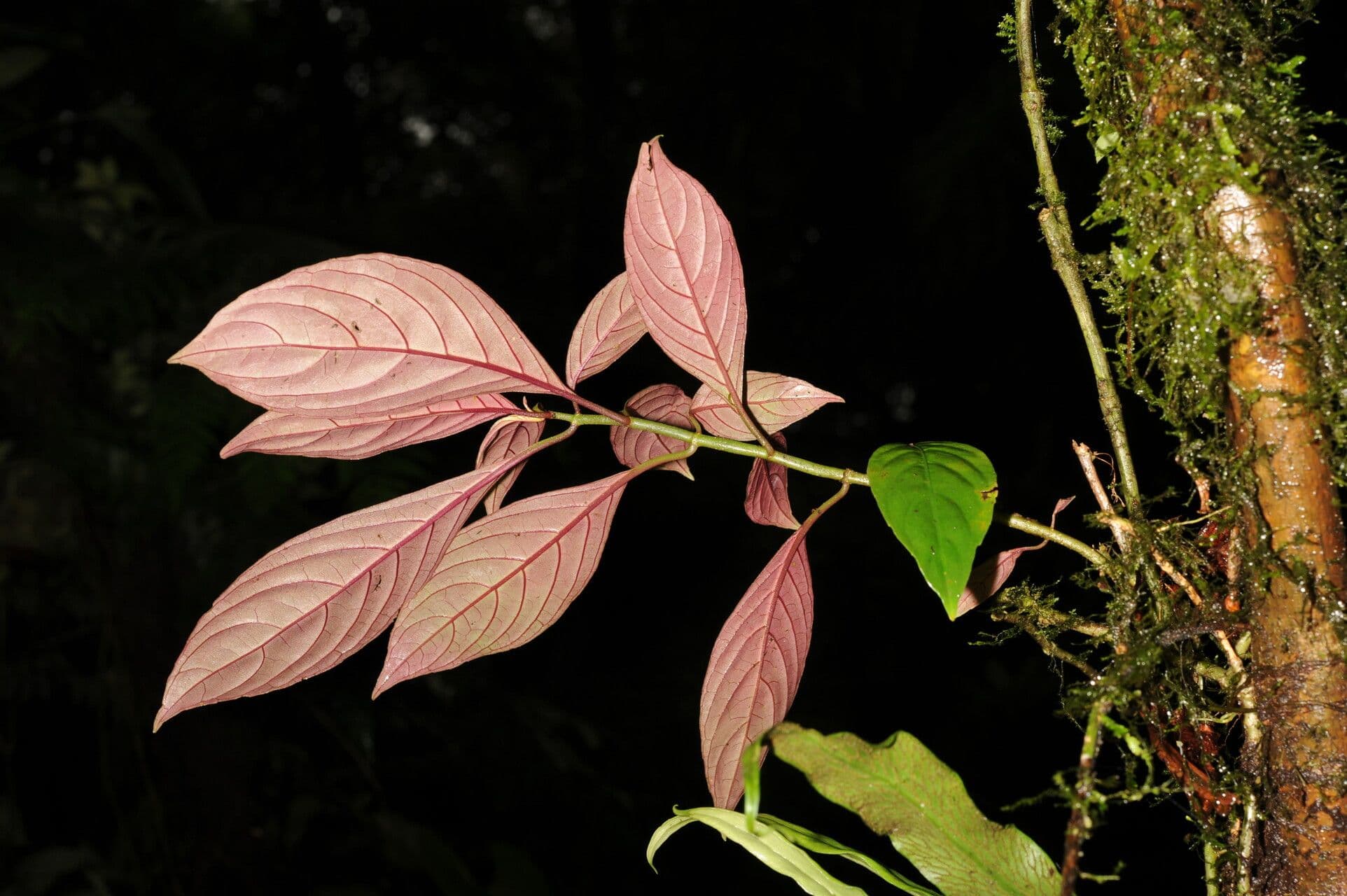 Drymonia 9
