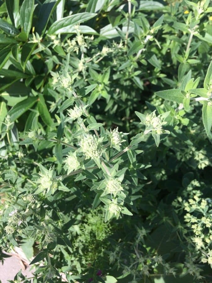 Pycnanthemum verticillatum 4