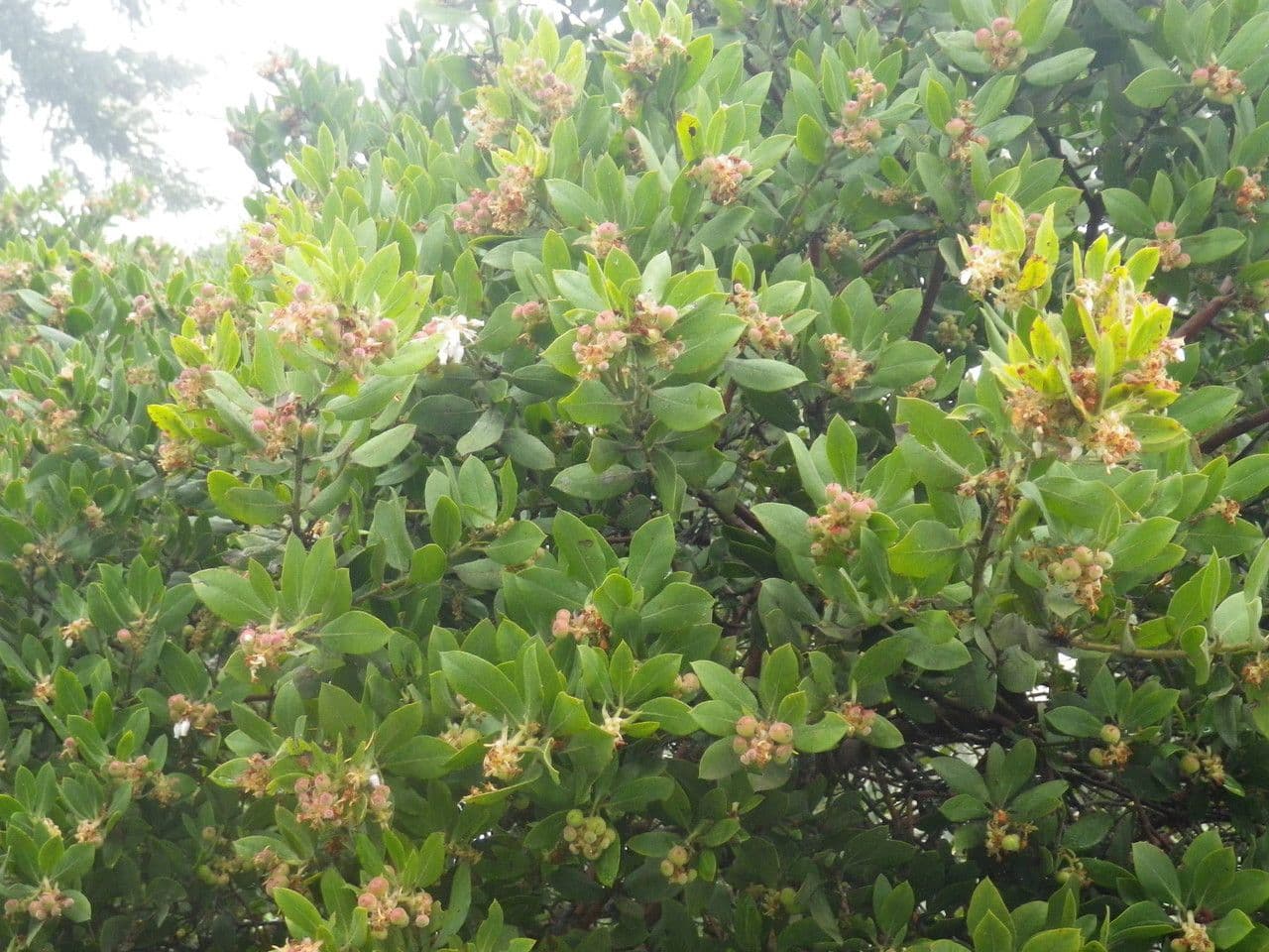 Arctostaphylos virgata 6
