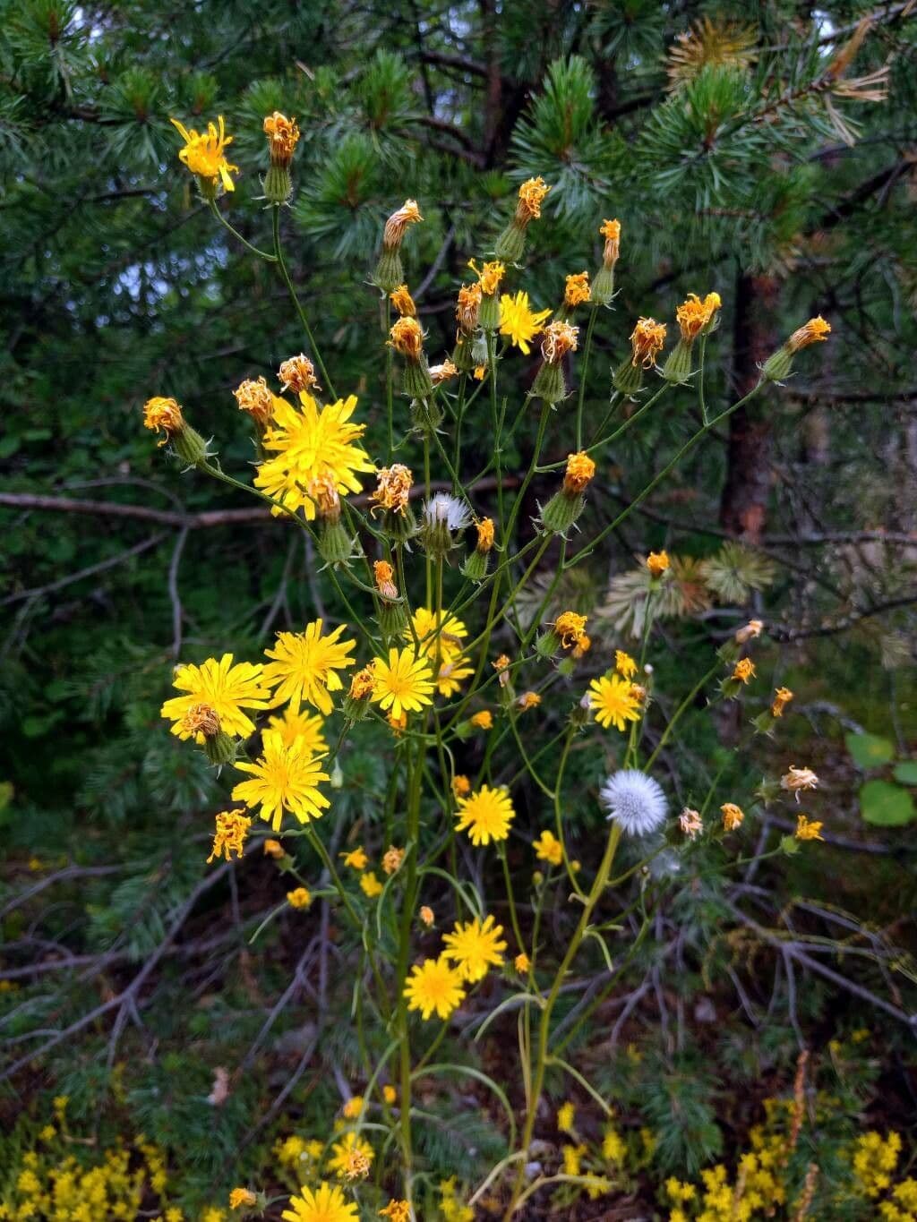 Radicchiella bienne 8