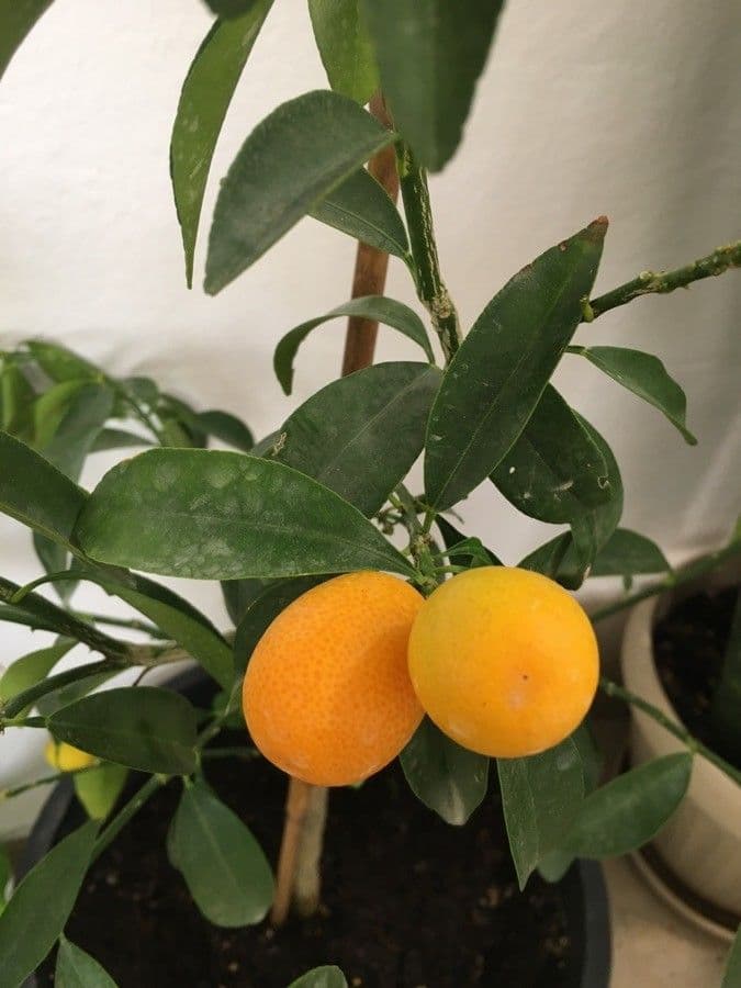 Kummerquats 2