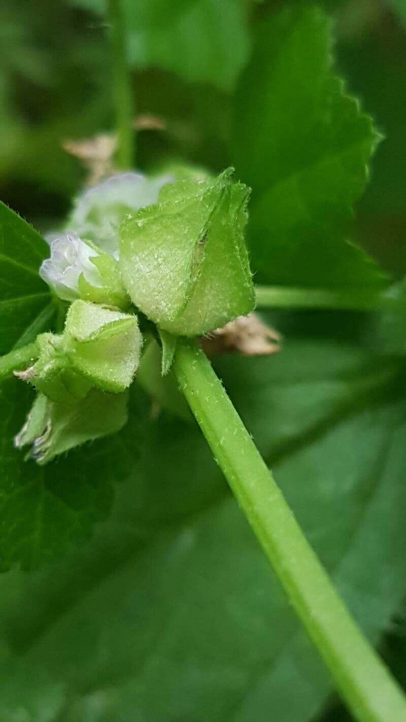 Malva verticillata 4