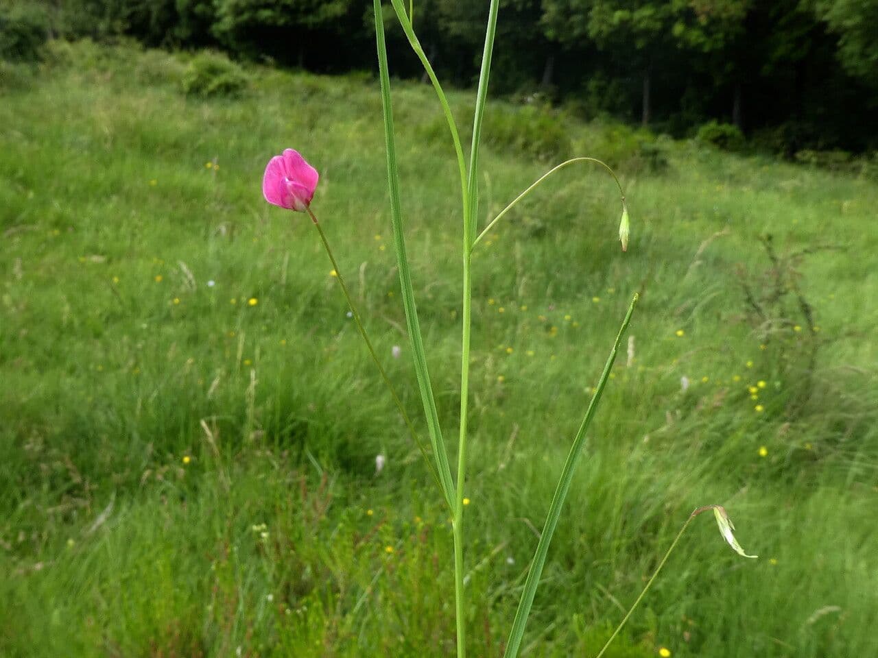Gras-Platterbse 23