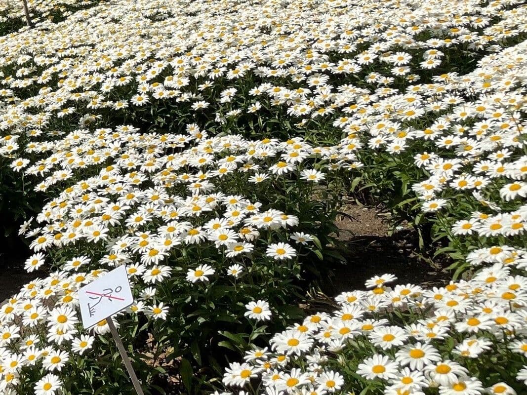 Große Margerite 6