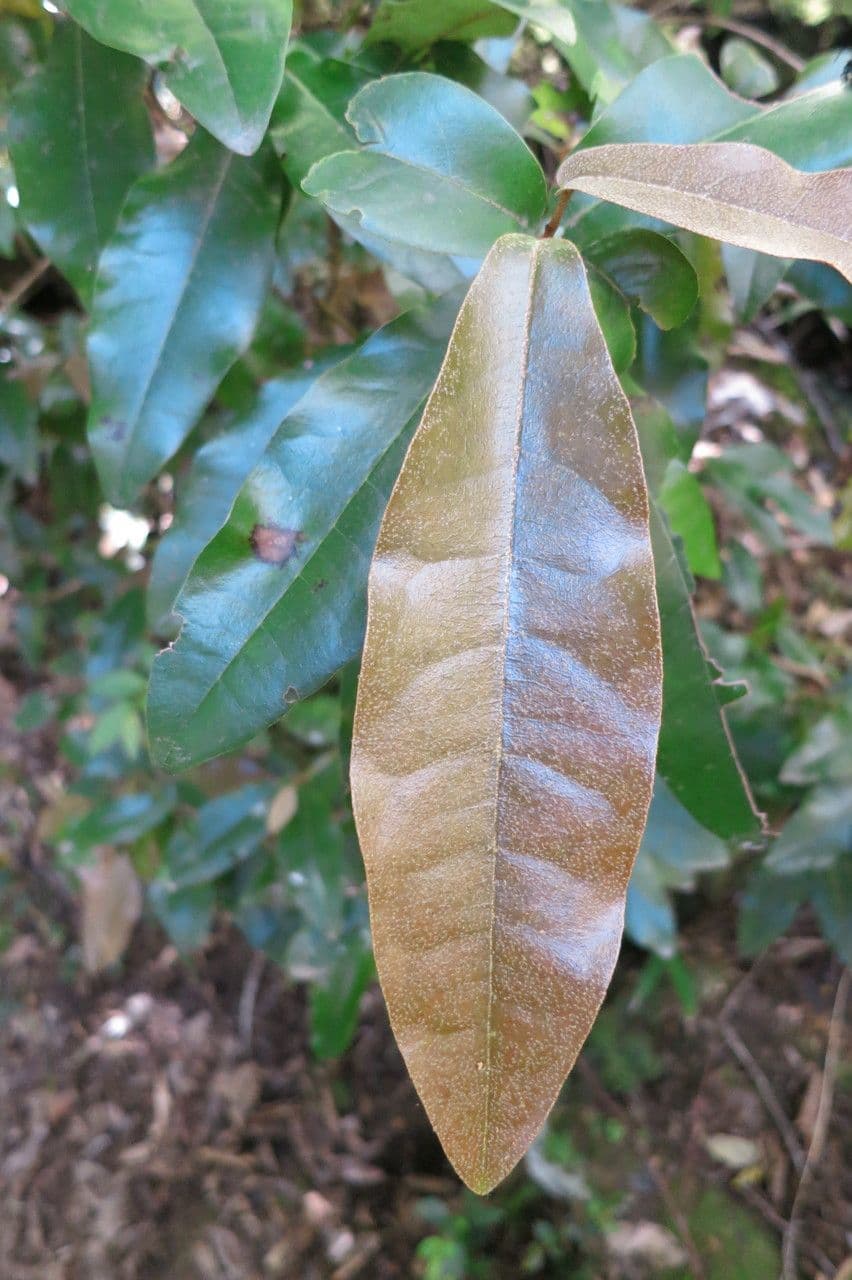 Aextoxicon punctatum 3
