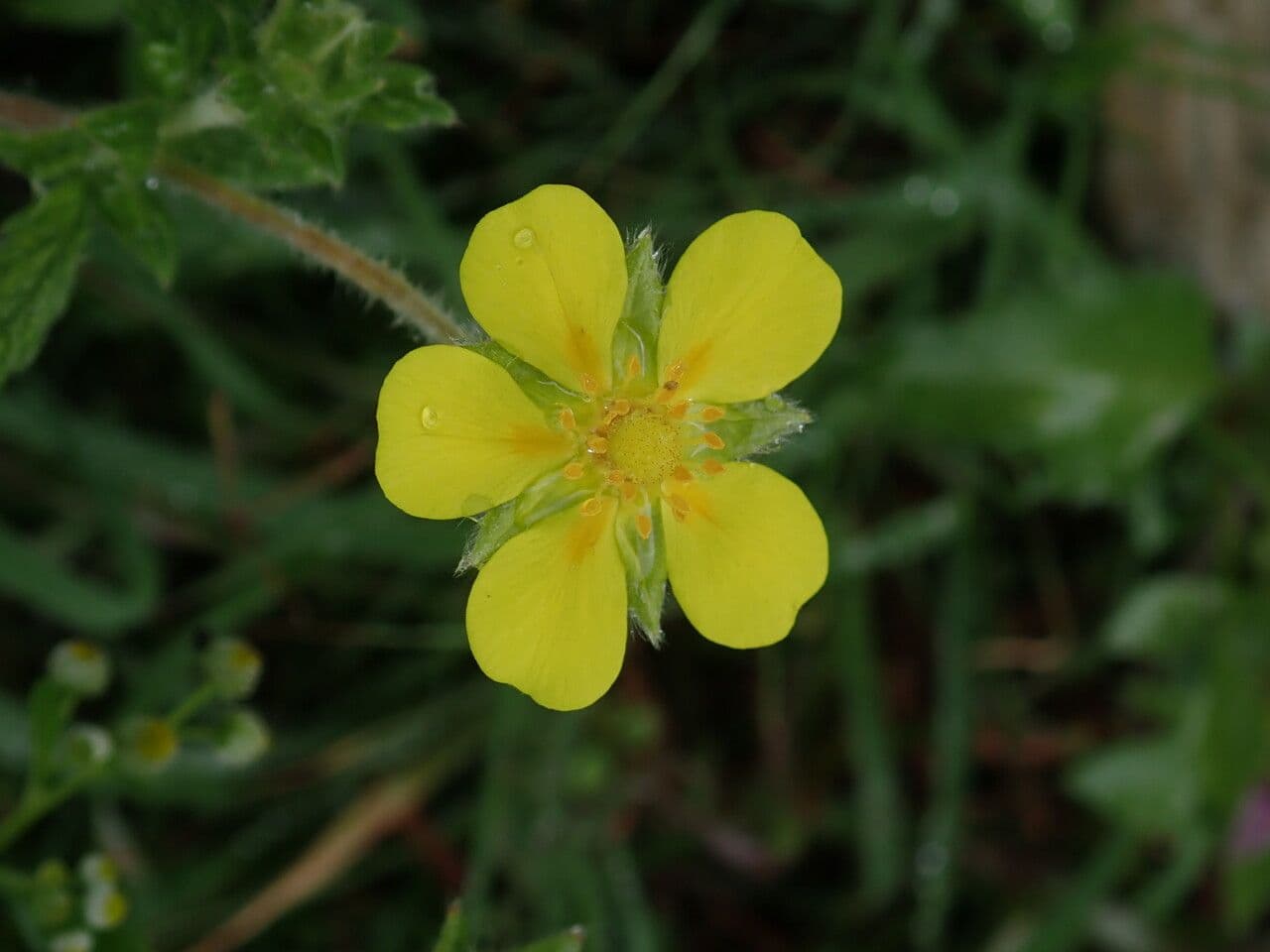 Mochna Griffithova 5