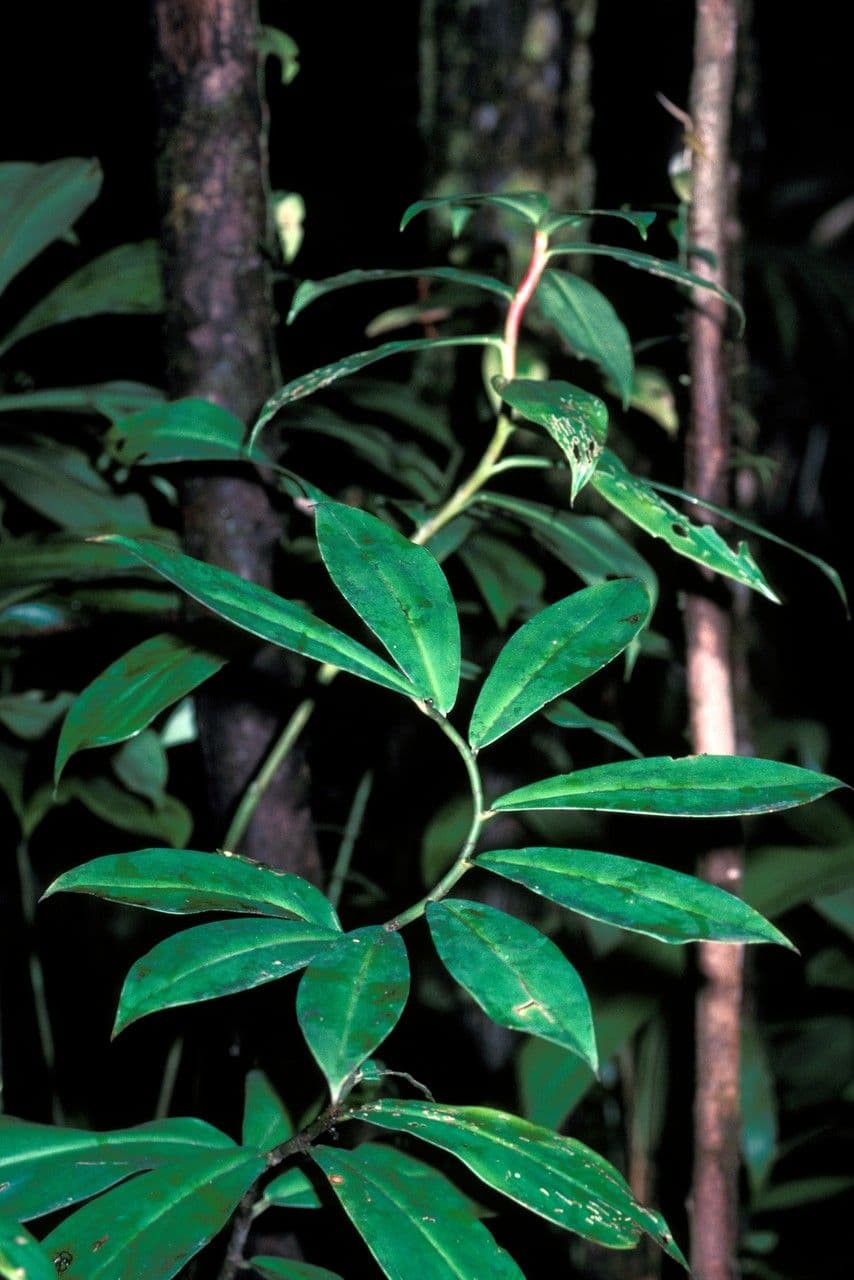 Costus 2