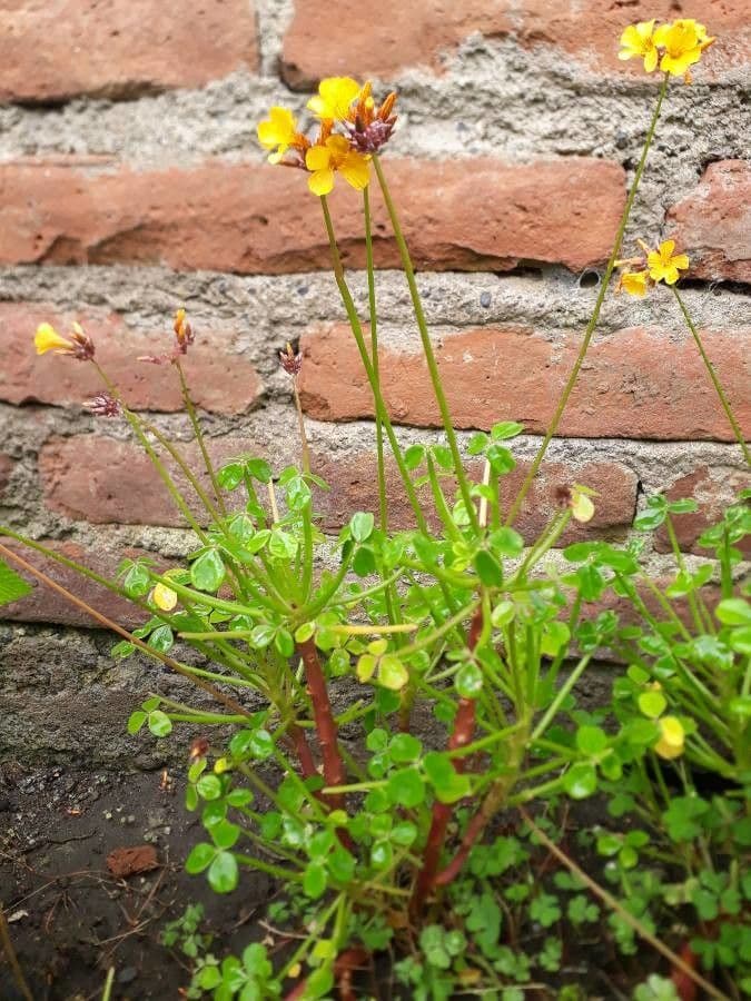 Acetosa tuberosa 6