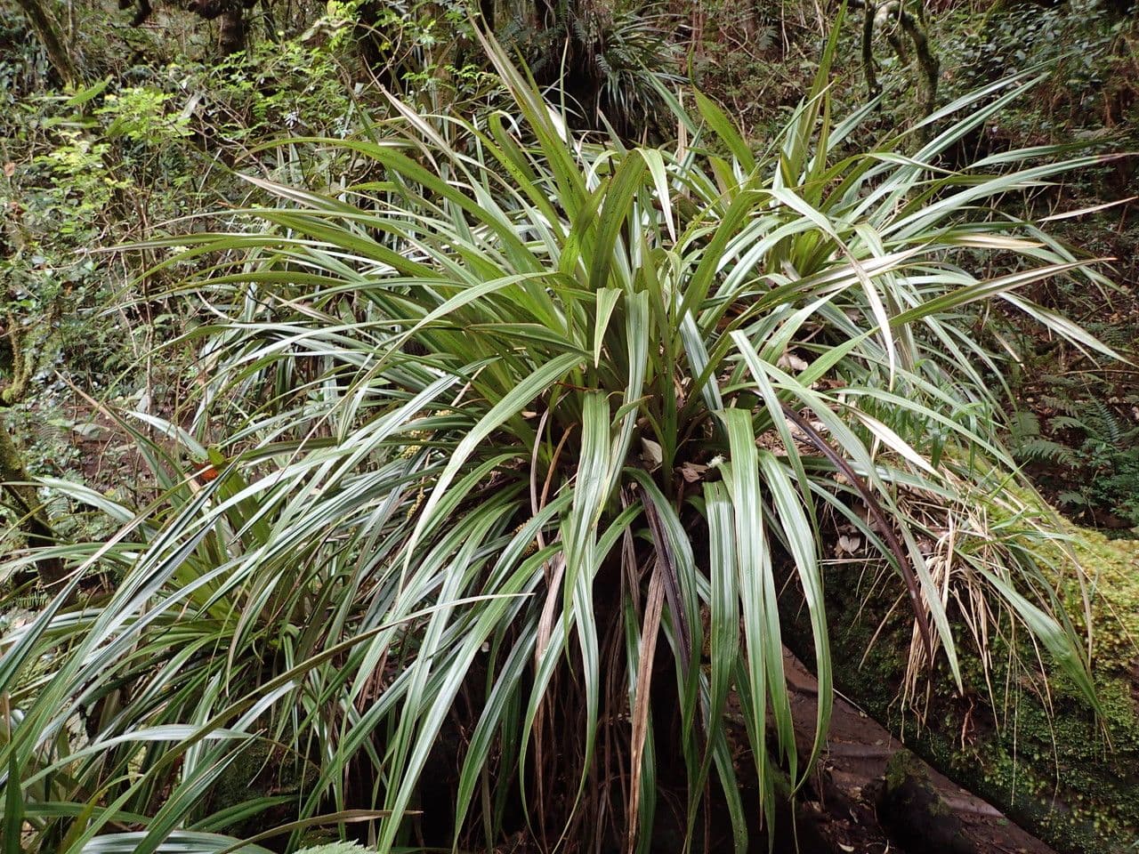 Astelia hemichrysa 13