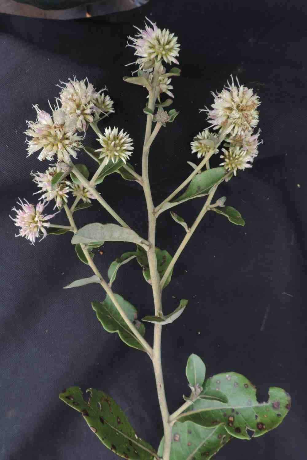 Eremanthus 2