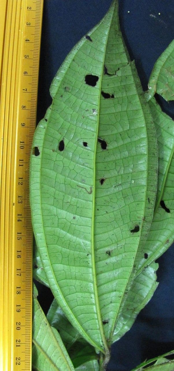 Miconia triplinervis 2