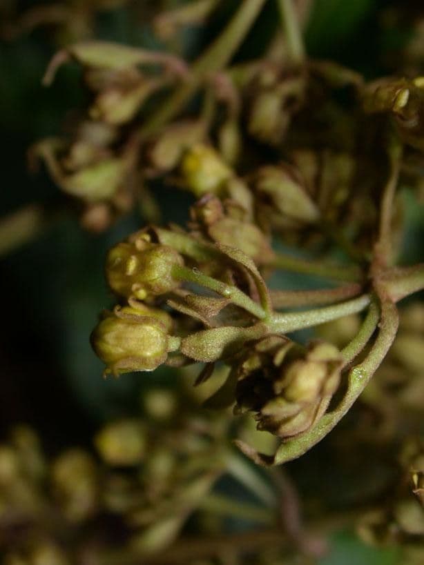 Jubelina 4