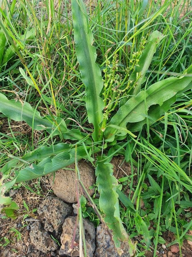 Chlorophytum gallabatense 19
