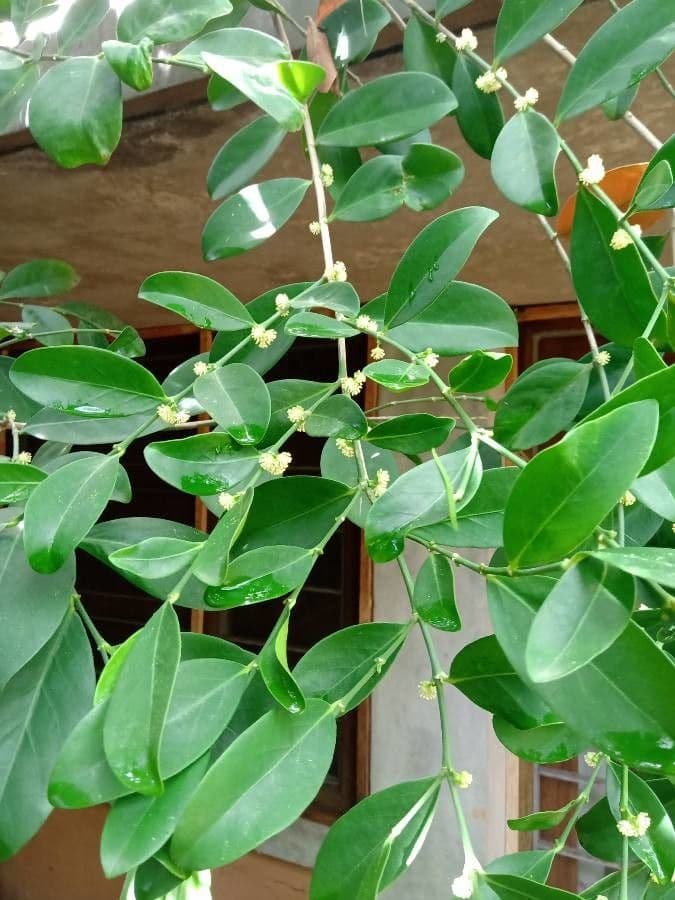 Suregada multiflore 2