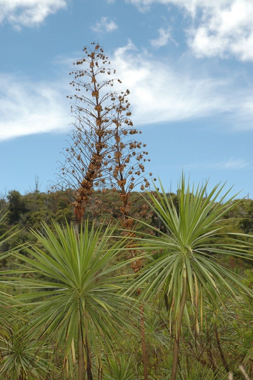 Wilkesia 2