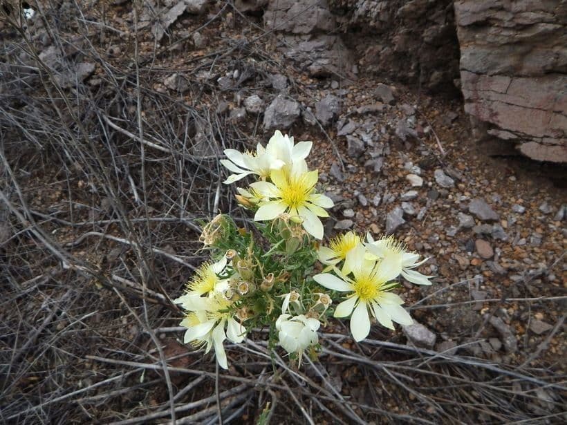 Mentzelia multiflora 9