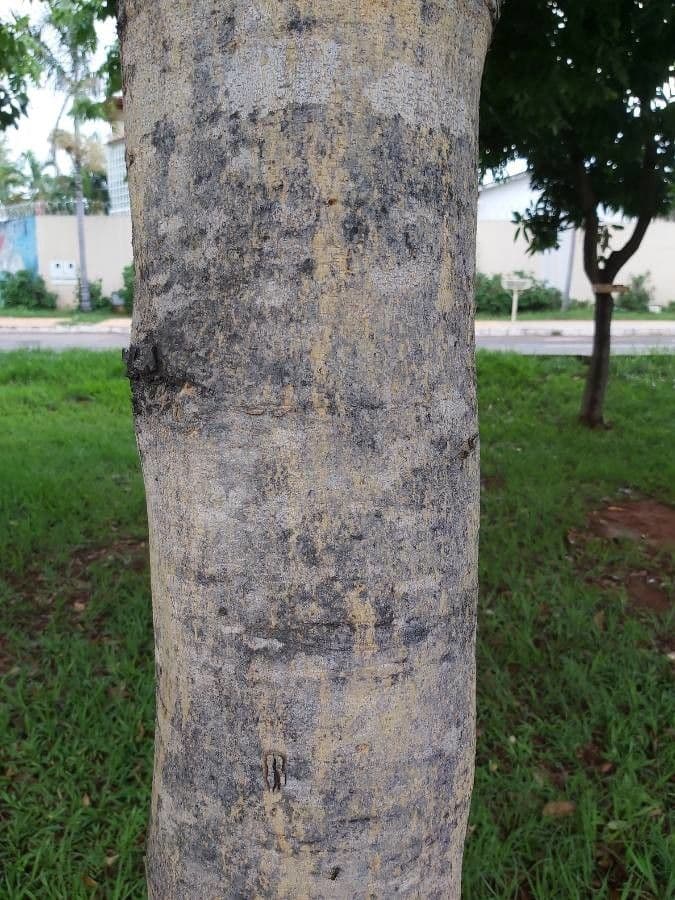 Baru 6