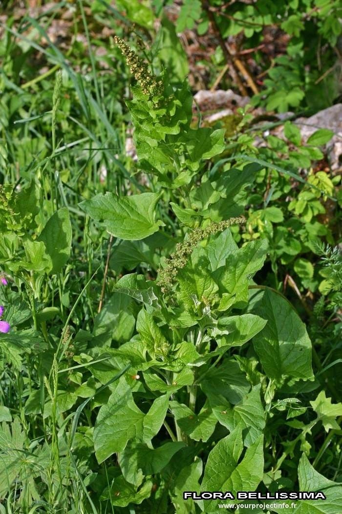 Komosa strzałkowata 12