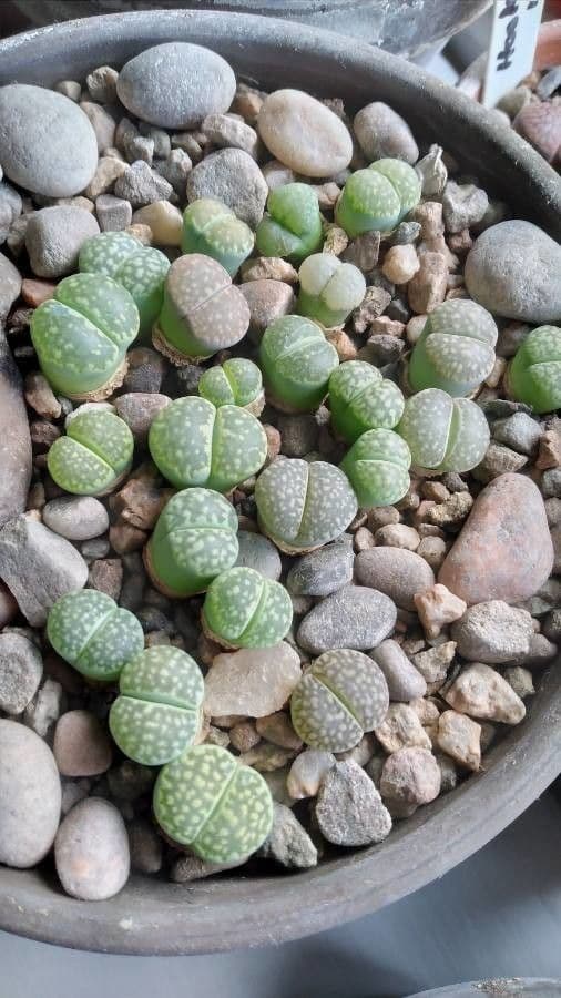 Lithops 2