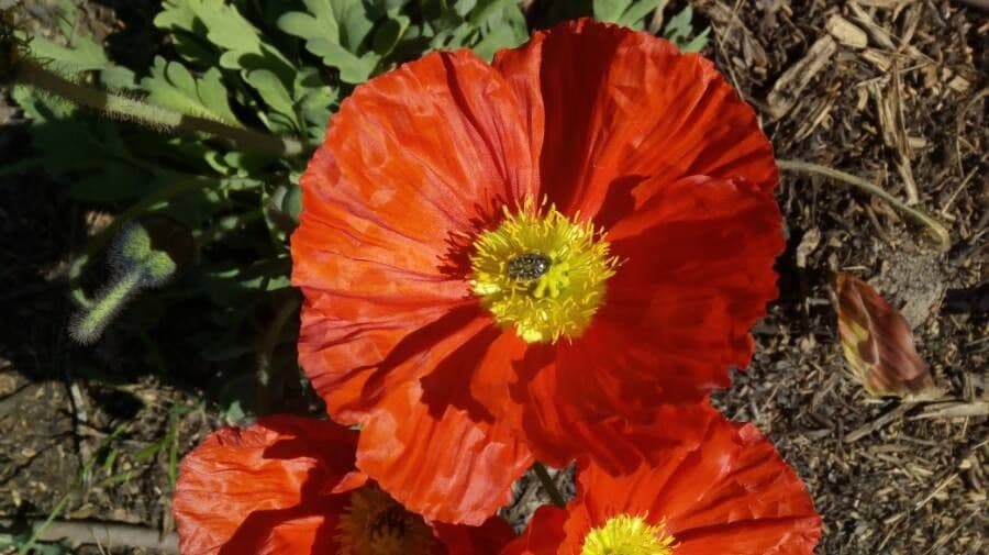 Alpen-Mohn 10