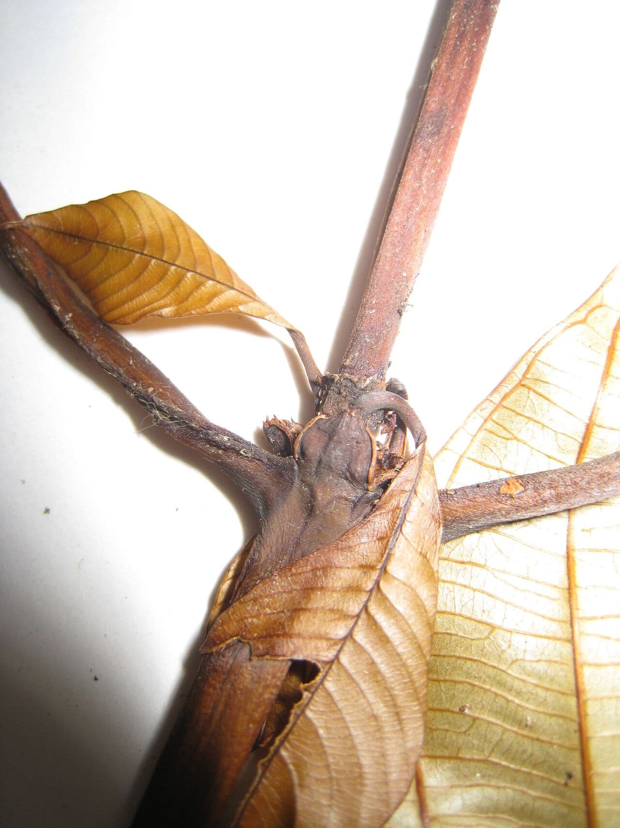 Palicourea