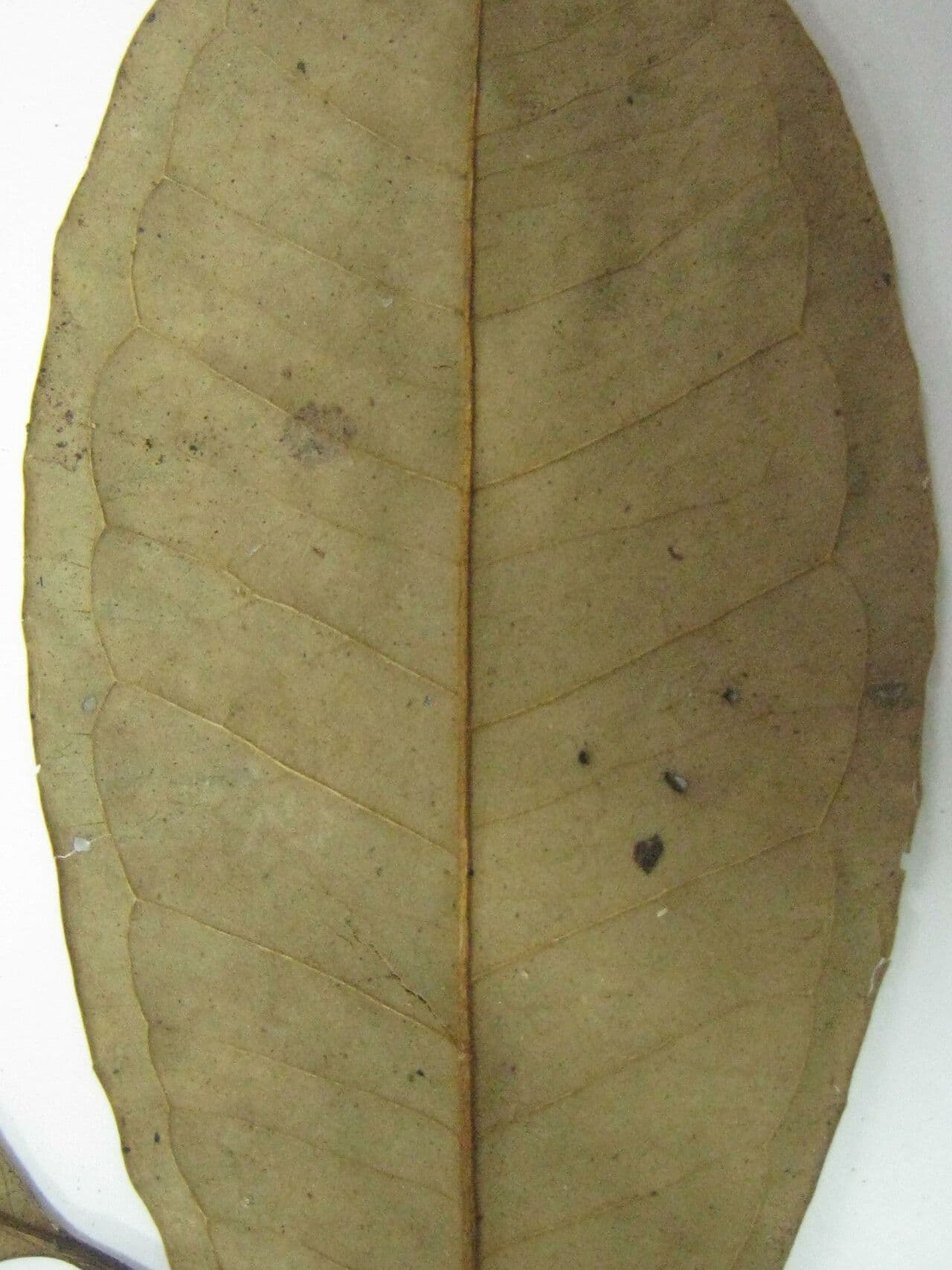 Eugenia 5