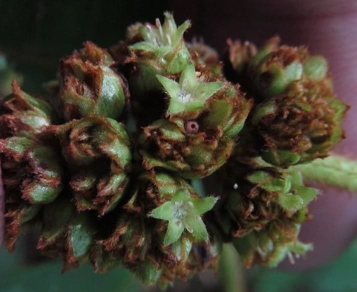 Psychotria