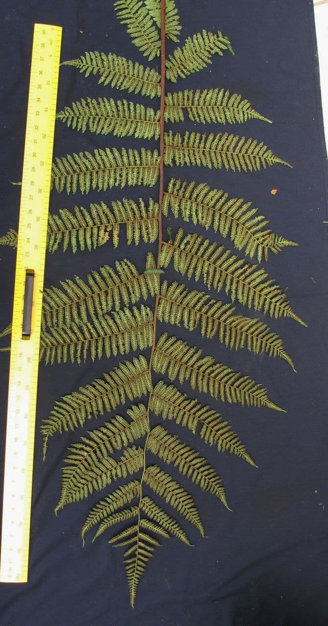 Cyathea multiflora 19