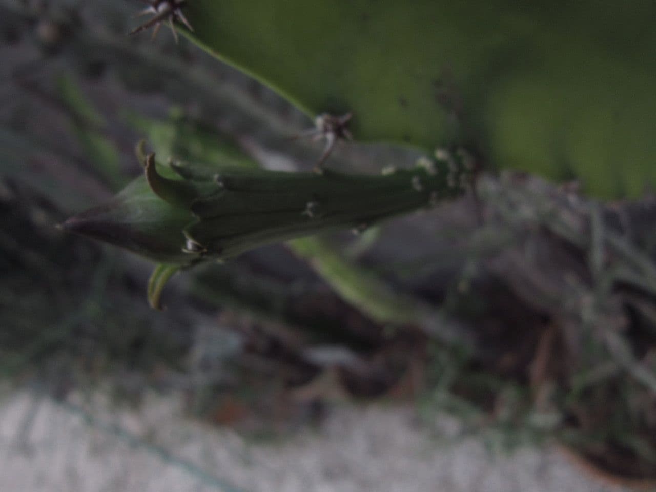 Cactus 3