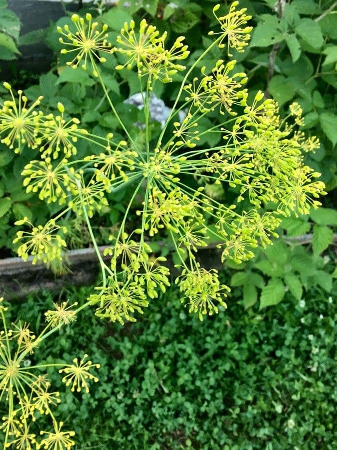 Dill 5
