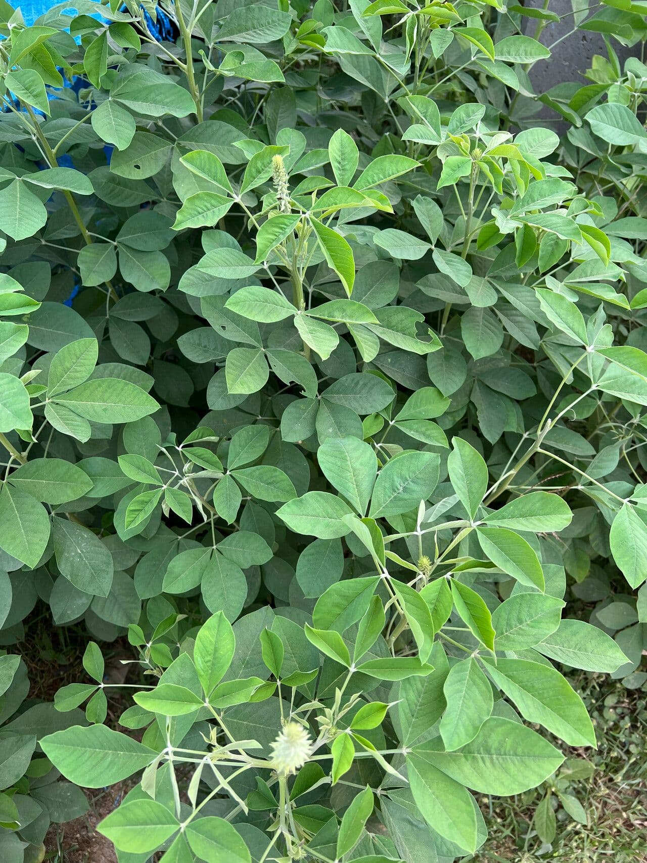 Crotalaria 15