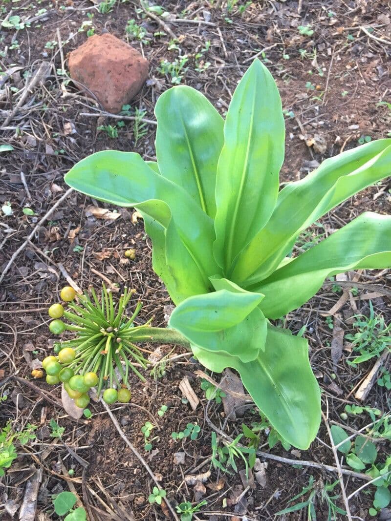 Scadoxus 2