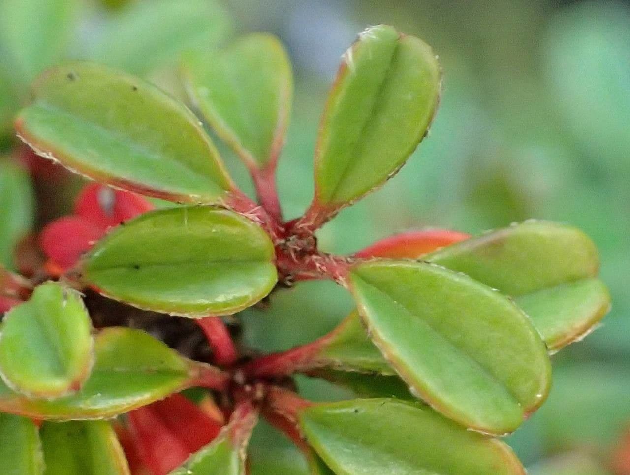 Cotoneaster