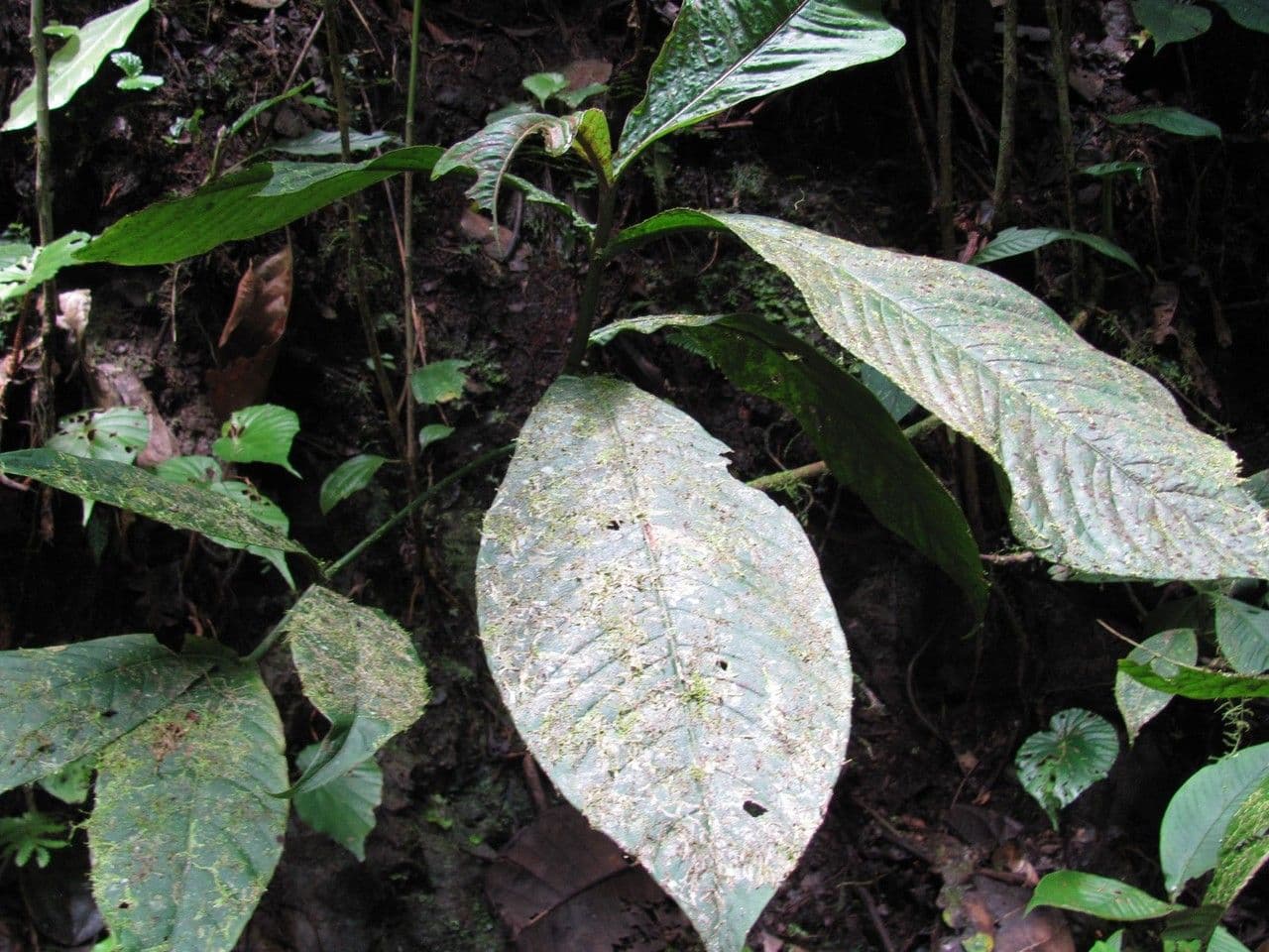 Chrysochlamys 7