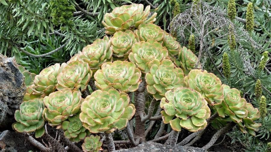 Aeonium 2