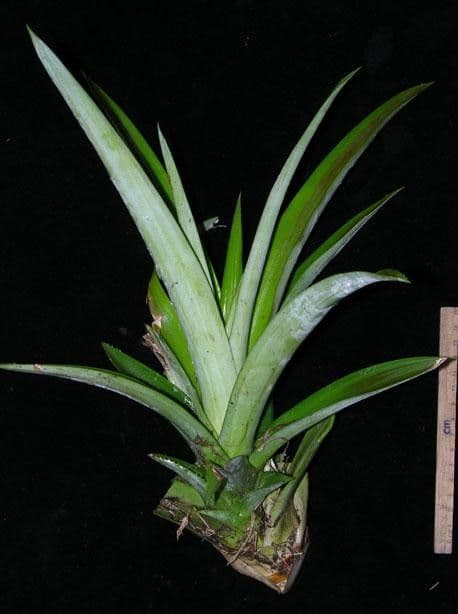 Ananas 27