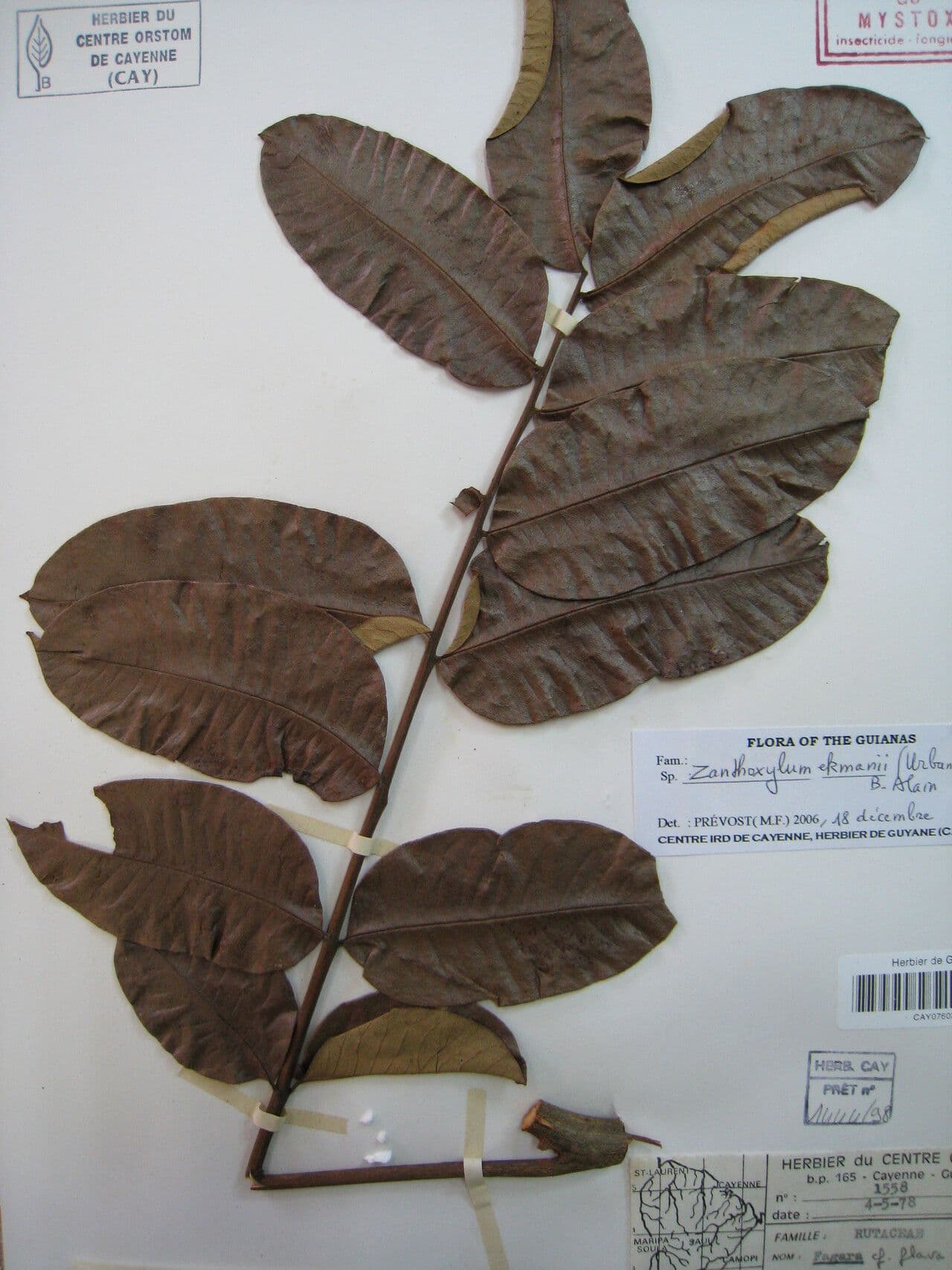 Zanthoxylum 22