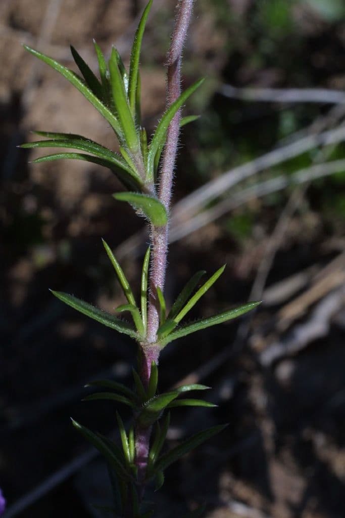 Zottiger Phlox 16