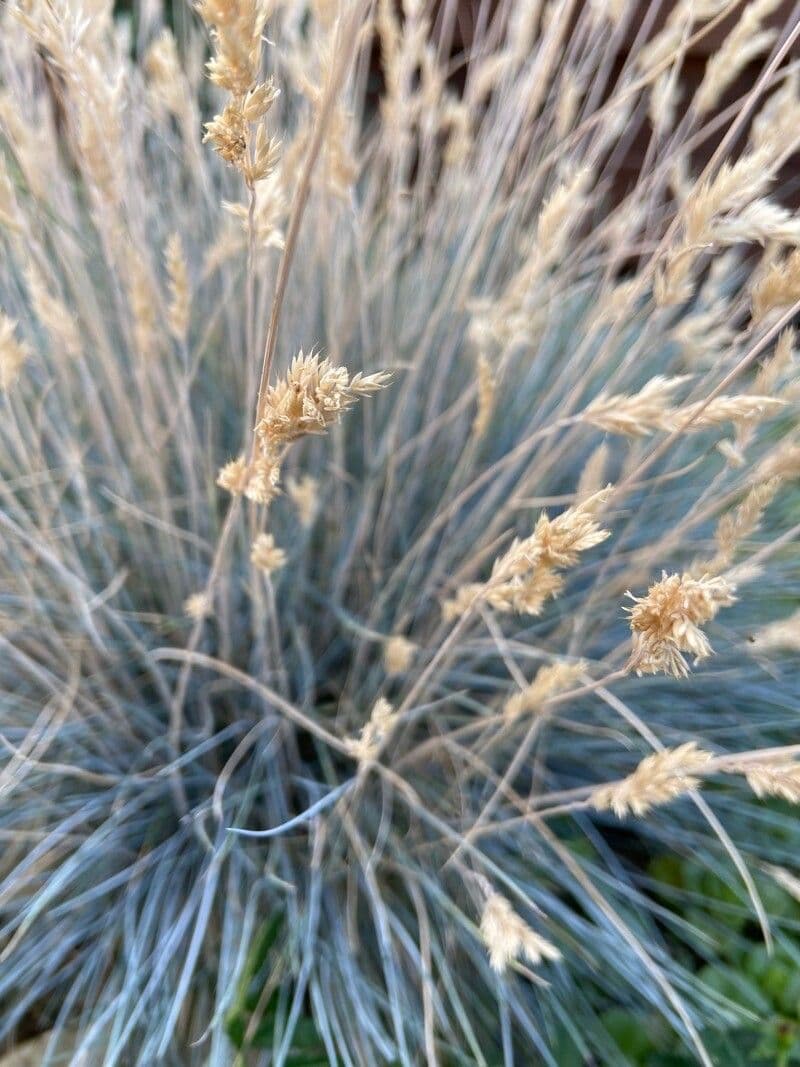 Festuca blu 3