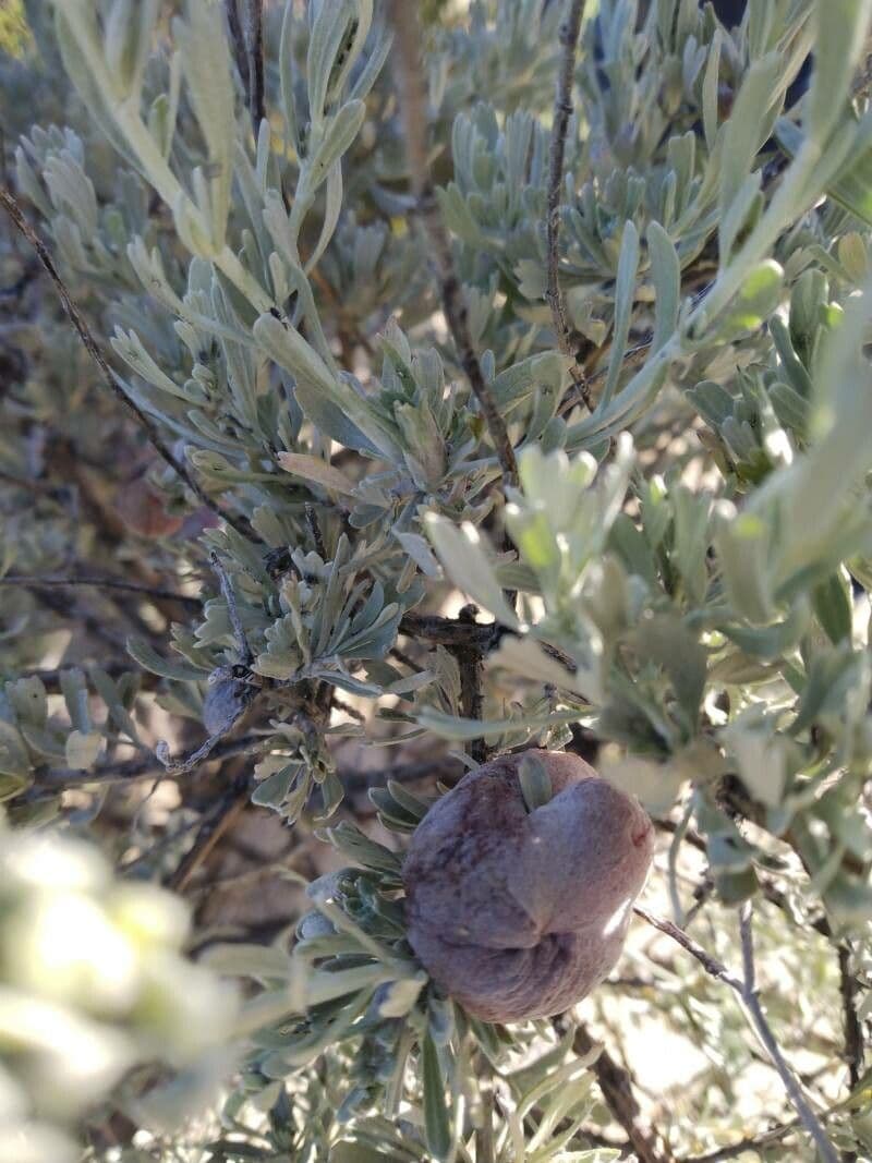 Artemisia tridentata 2