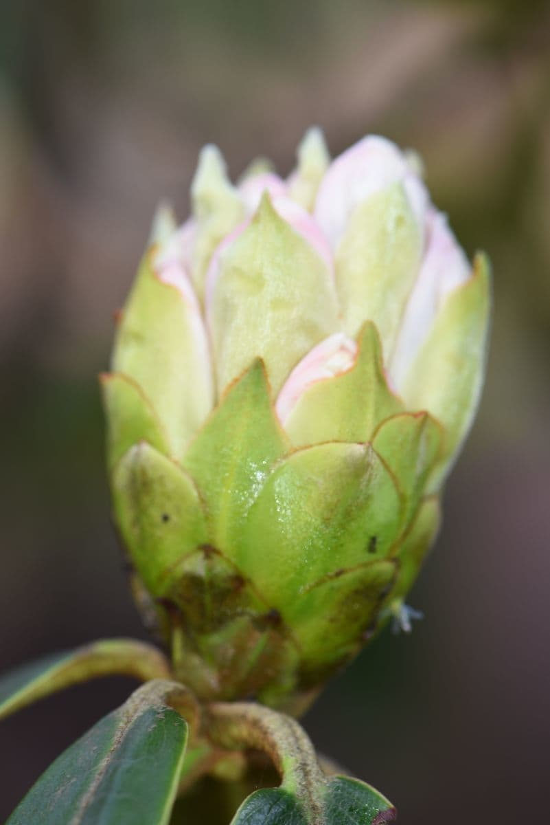 Rododendro 8
