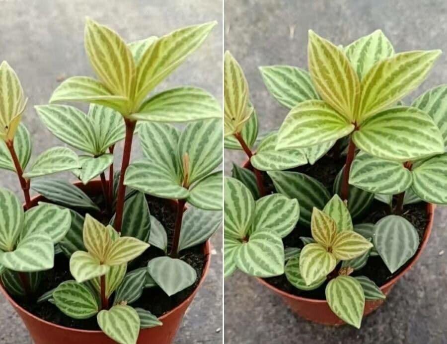 Peperomia 4