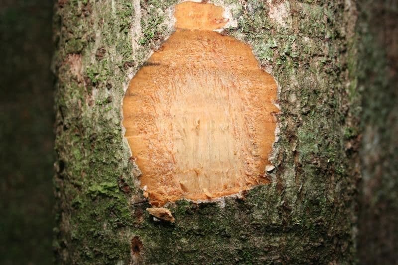 Ocotea tomentosa 10