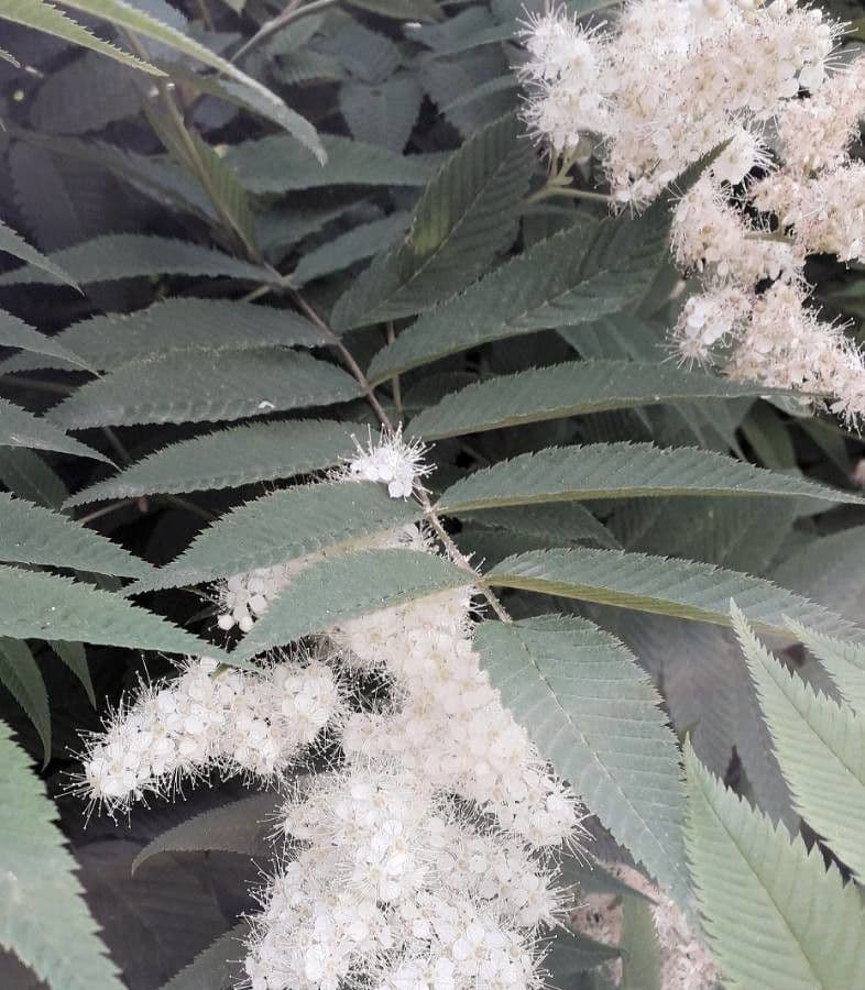 Sorbaria 19
